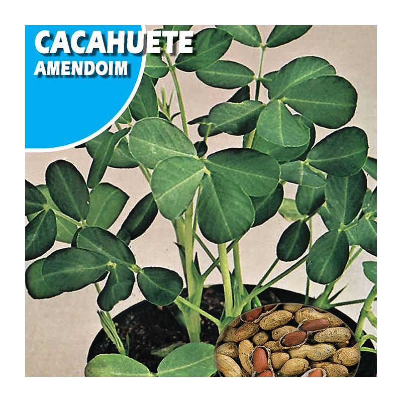 Cacahuete