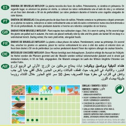 ENDIBIA DE BRUSELAS WITLOOF