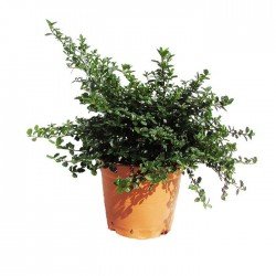 CEANOTHUS THYRSIFLORUS REPENS