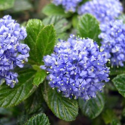 CEANOTHUS THYRSIFLORUS REPENS