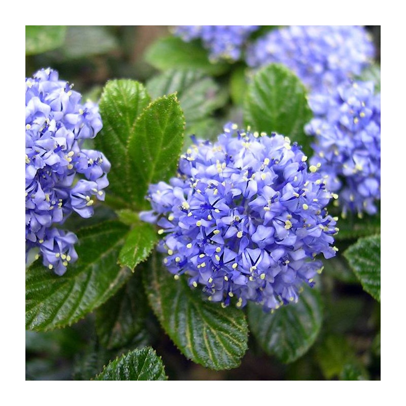 CEANOTHUS THYRSIFLORUS REPENS