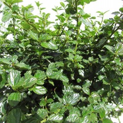 CEANOTHUS THYRSIFLORUS REPENS