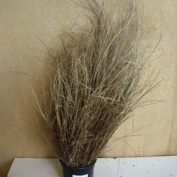 CAREX BRONZE
