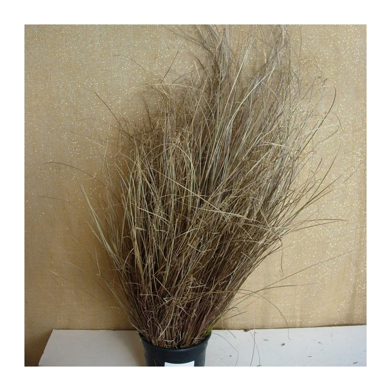 CAREX BRONZE