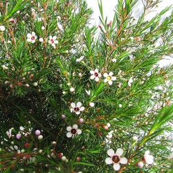 Chamelaucium wax flower