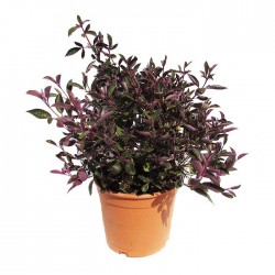 Vitex purpurea