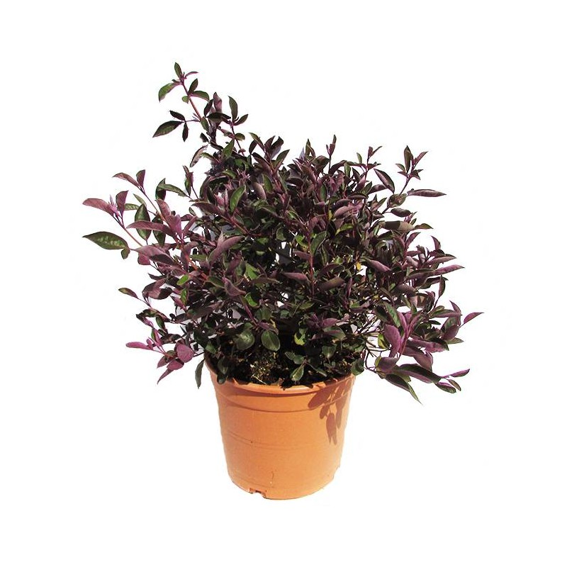 Vitex purpurea