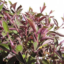 Vitex purpurea