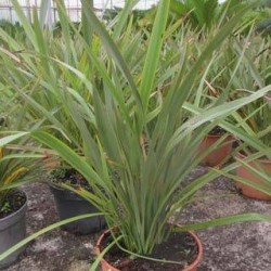 Phormium tenax verde
