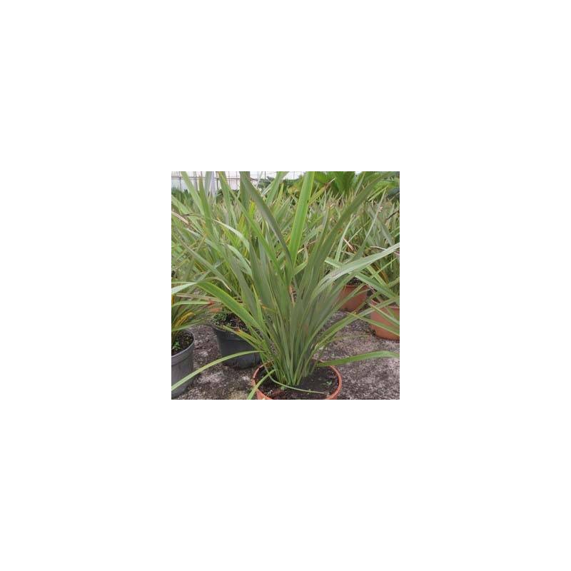 Phormium tenax verde