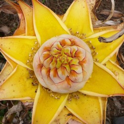 Musella Lasiocarpa
