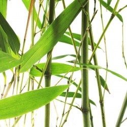 Phyllostachys  bissetii