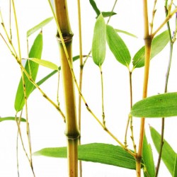 Phyllostachys  aureosulcata...