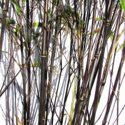 Phyllostachys nigra
