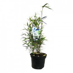 Phyllostachys aurea