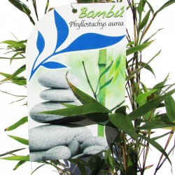 Phyllostachys aurea