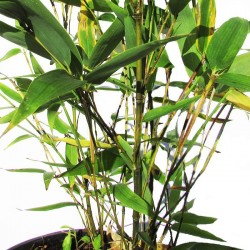 Phyllostachys aurea