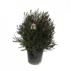dondonea viscosa purpurea