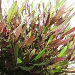 dondonea viscosa purpurea