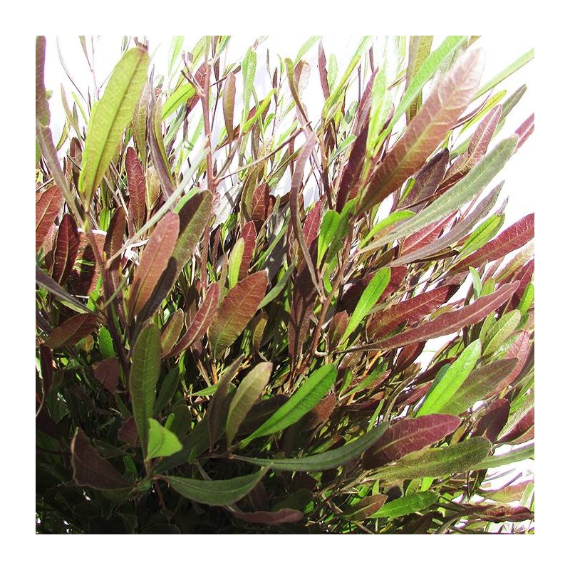 dondonea viscosa purpurea
