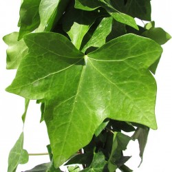 Hedera canariensis