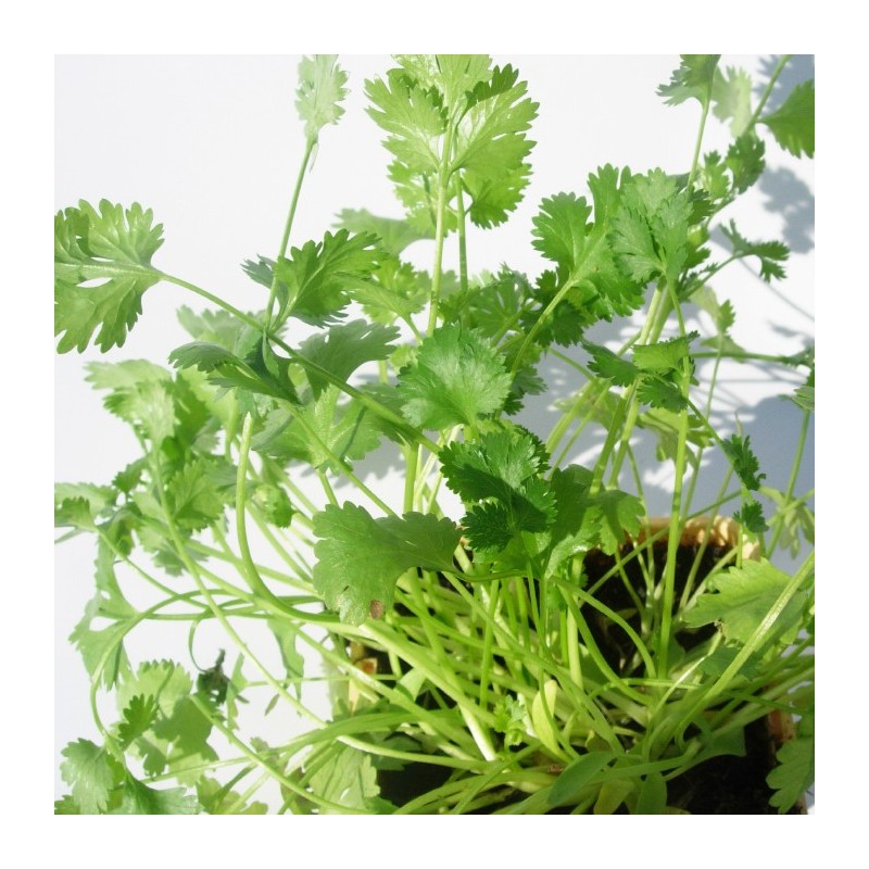 Cilantro ecológico