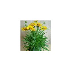 COREOPSIS