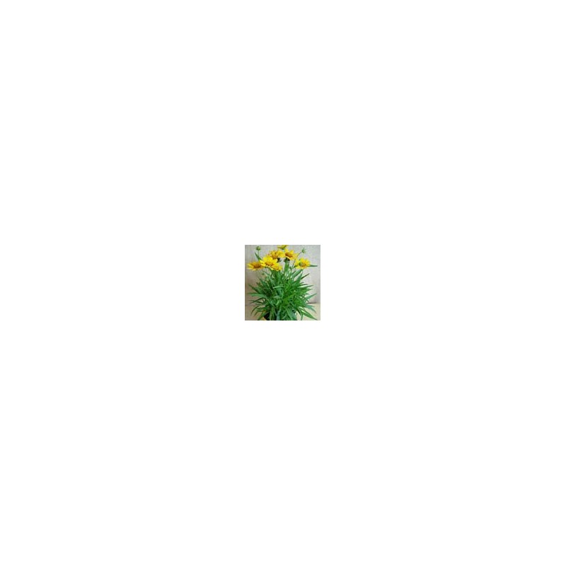 COREOPSIS