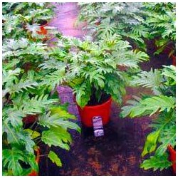 Philodendron xanadu