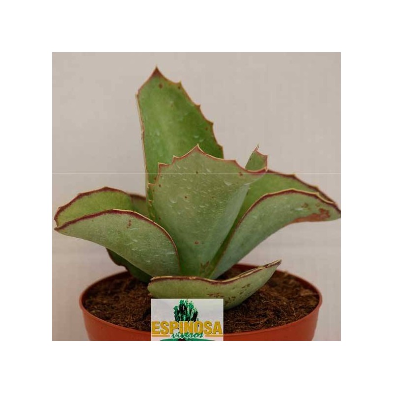 Cactus kalanchoe scapigera