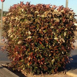Photinia red robin