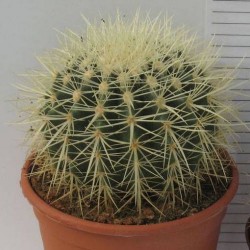 Cactus echinocactus grusonii