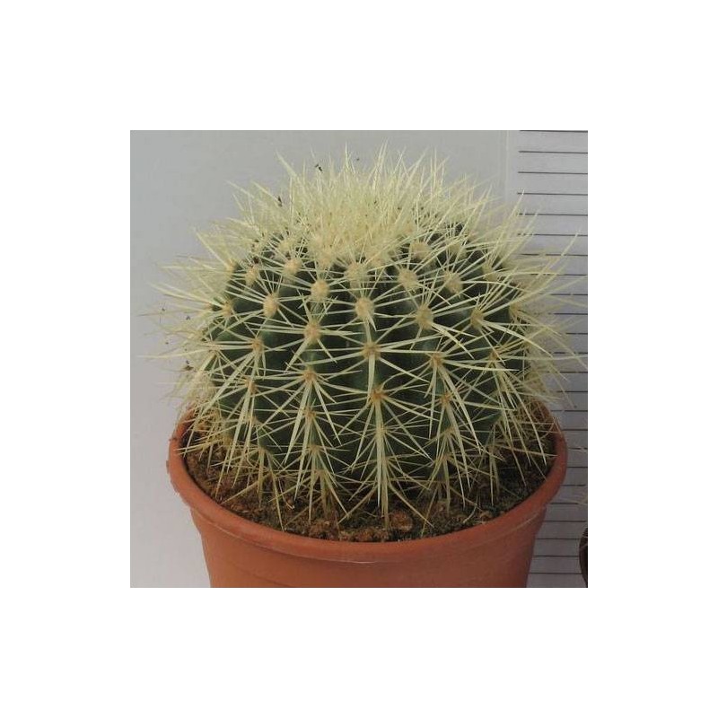 Cactus echinocactus grusonii