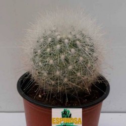 Cactus mammillaria senilis