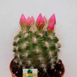 Cactus eriosyce chilensis