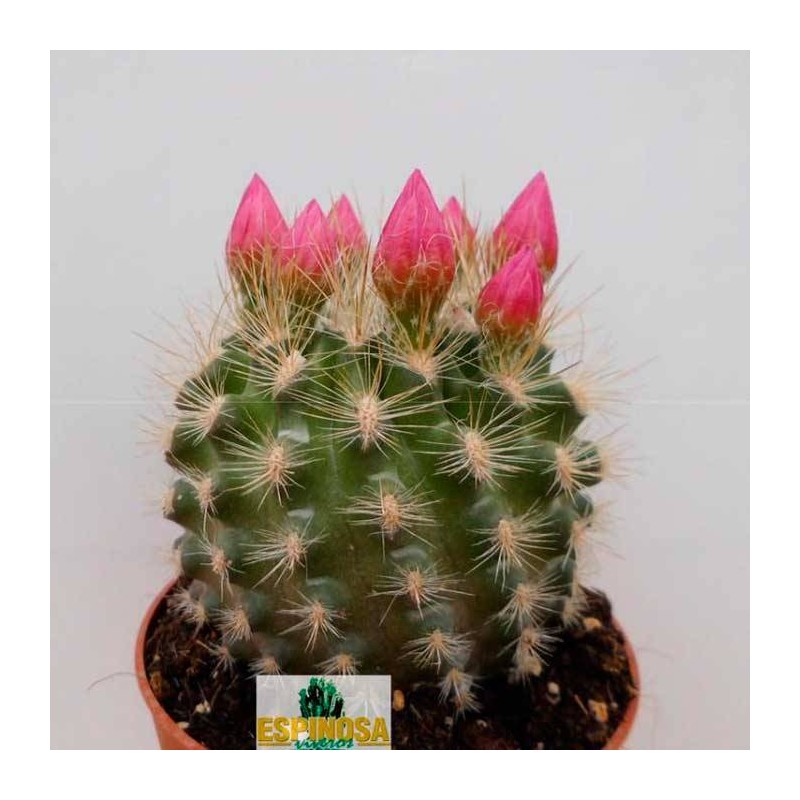 Cactus eriosyce chilensis