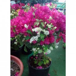 Bougainvillea pre-bonsái