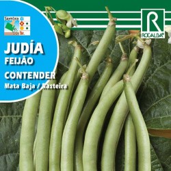 JUDIA CONTENDER