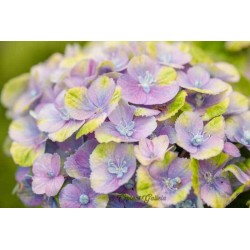 Hortensia magical