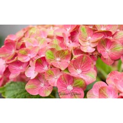 Hortensia magical