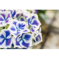 Hortensia magical