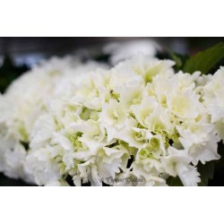 Hortensia magical