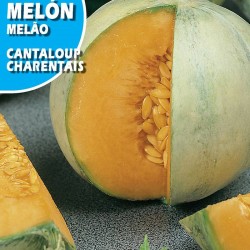 MELON CANTALOUP CHARENTAIS