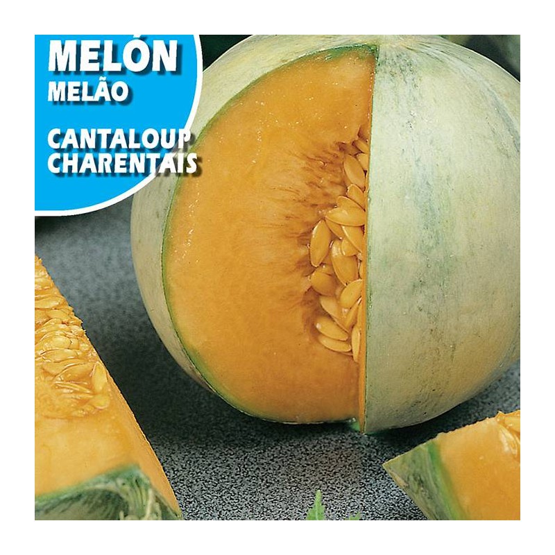MELON CANTALOUP CHARENTAIS