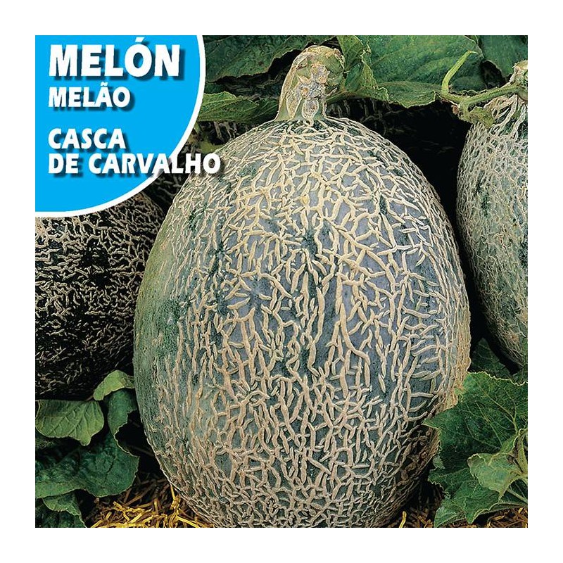 MELON CASCA DE CARVALHO