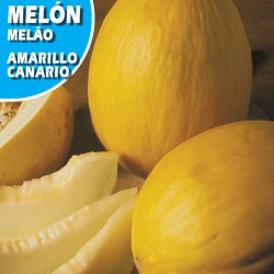 MELON AMARILLO ORO