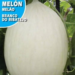 MELON BLANCO DO RIBATEJO
