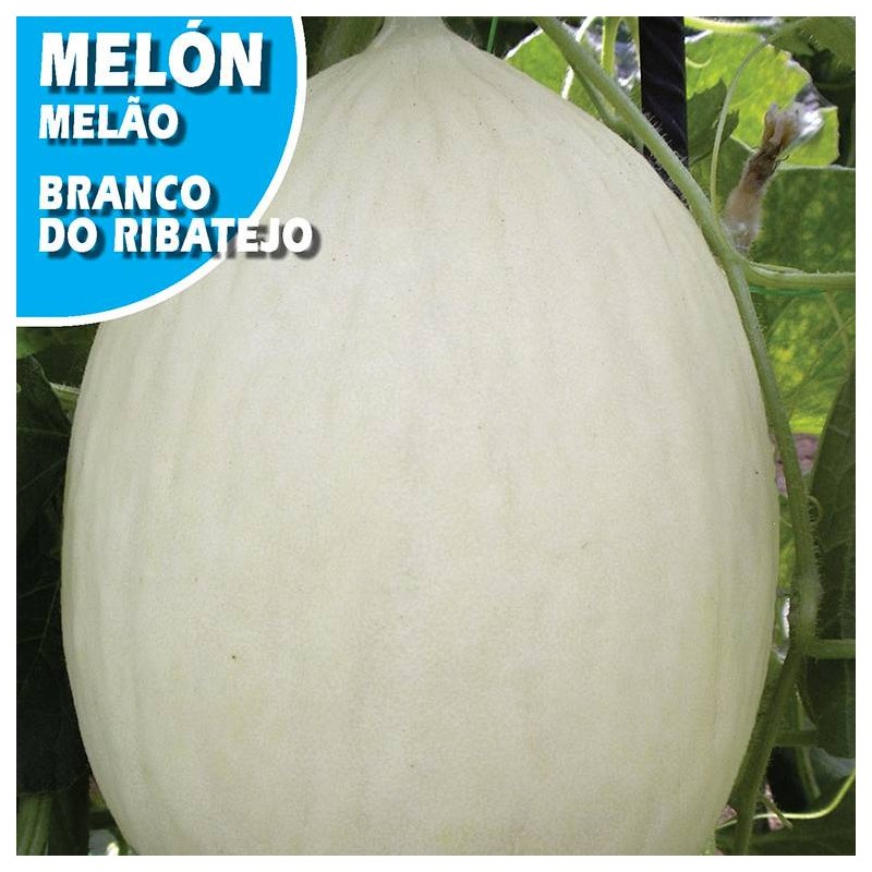 MELON BLANCO DO RIBATEJO