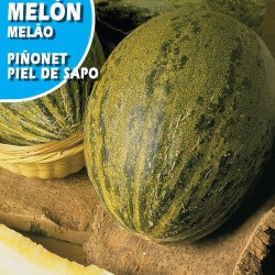 MELON PIÑONET PIEL DE SAPO