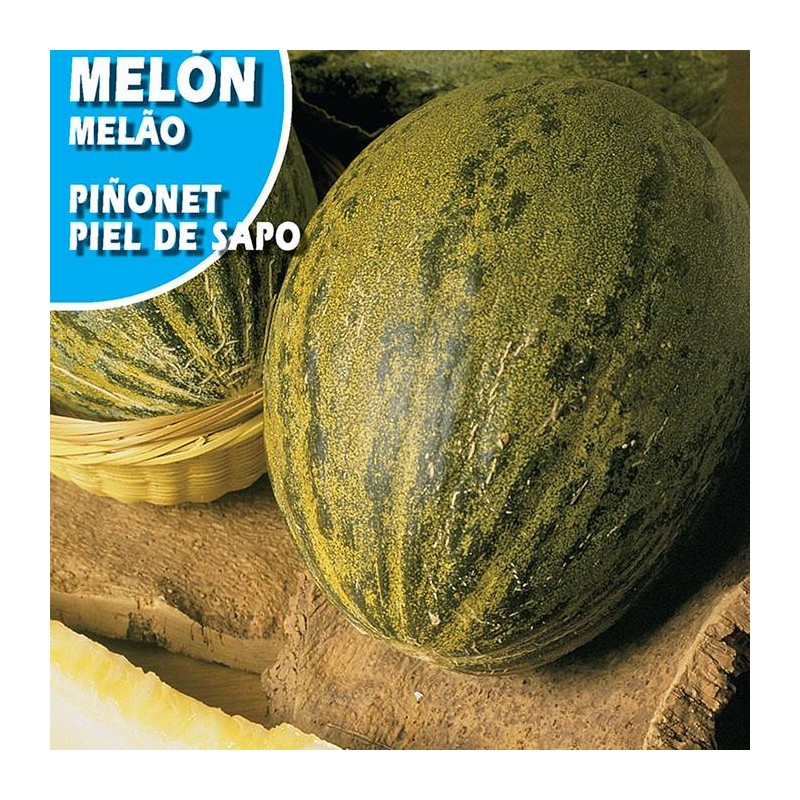 MELON PIÑONET PIEL DE SAPO